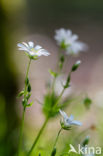 Greater Stitchwort (Stellaria holostea)