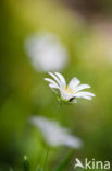 Greater Stitchwort (Stellaria holostea)