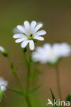 Greater Stitchwort (Stellaria holostea)