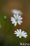 Greater Stitchwort (Stellaria holostea)