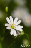 Greater Stitchwort (Stellaria holostea)