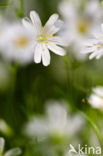 Greater Stitchwort (Stellaria holostea)