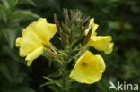 Small-flowered Early Primrose (Oenothera erythrosepala)