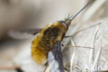 dark-edged bee-fly (Bombylius major)