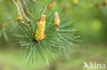 Grove den (Pinus sylvestris)