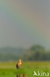 Black-tailed Godwit (Limosa limosa)