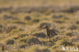 Black-tailed Godwit (Limosa limosa)