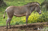 Grévy s zebra (Equus grevyi)
