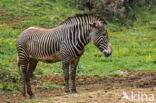 Grévy s zebra (Equus grevyi)