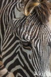 Grévy s zebra (Equus grevyi)