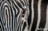 Grévy s zebra (Equus grevyi)