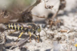 Bembix rostrata