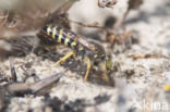 Bembix rostrata