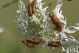 wharf borer (Nacerdes melanura)