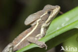 Helmbasilisk (Basiliscus basiliscus)