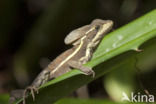 Helmbasilisk (Basiliscus basiliscus)