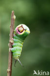 Puss Moth (Cerura vinula)