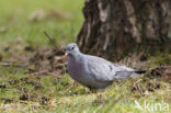 Holenduif (Columba oenas)