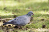 Stock Dove (Columba oenas)