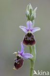 Late Spider Orchid (Ophrys holoserica