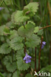 Ground Ivy (Glechoma hederacea)