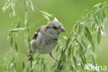 House Sparrow (Passer domesticus)