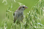 Huismus (Passer domesticus)