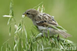 Huismus (Passer domesticus)