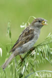 House Sparrow (Passer domesticus)