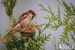 Huismus (Passer domesticus)