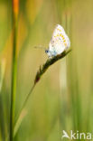 Icarusblauwtje (Polyommatus icarus)