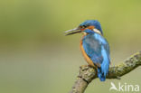 Kingfisher (Alcedo atthis)