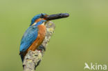 IJsvogel (Alcedo atthis)