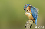 Kingfisher (Alcedo atthis)