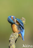 Kingfisher (Alcedo atthis)