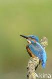 Kingfisher (Alcedo atthis)