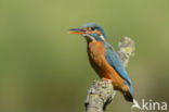 Kingfisher (Alcedo atthis)