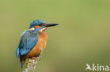 Kingfisher (Alcedo atthis)