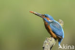 Kingfisher (Alcedo atthis)