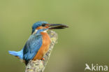 IJsvogel (Alcedo atthis)