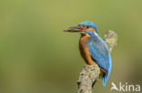 IJsvogel (Alcedo atthis)