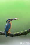 IJsvogel (Alcedo atthis)