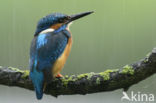 IJsvogel (Alcedo atthis)