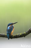 IJsvogel (Alcedo atthis)