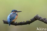 Kingfisher (Alcedo atthis)