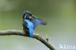 Kingfisher (Alcedo atthis)