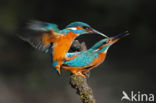 Kingfisher (Alcedo atthis)