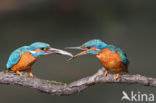 Kingfisher (Alcedo atthis)