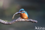 Kingfisher (Alcedo atthis)