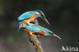 Kingfisher (Alcedo atthis)